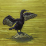 Cormorant on rock