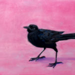 American Crow on pink field